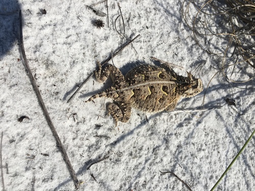 Phrynosoma cornutum