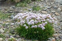 Armeria ruscinonensis