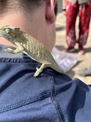 Chamaeleonidae