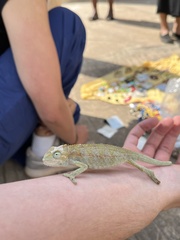 Chamaeleonidae