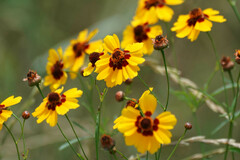 Coreopsis tinctoria