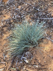 Lomandra glauca