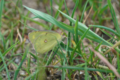 Colias poliographus
