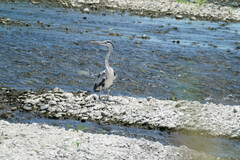 Ardea cinerea