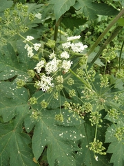 Heracleum dissectum