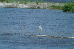 Ardea alba