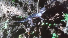 Cyrtodactylus deccanensis