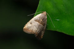 Rivula basalis