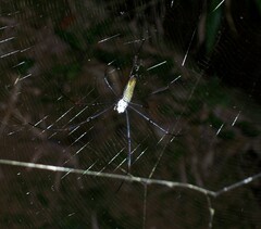 Trichonephila clavipes