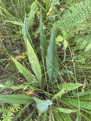 Pulmonaria angustifolia