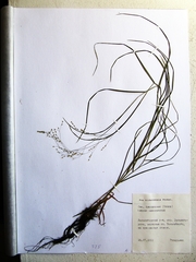 Poa sichotensis