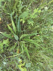 Pulmonaria angustifolia