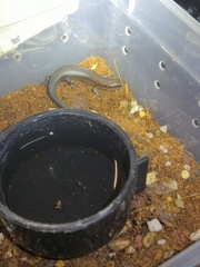 Ateuchosaurus chinensis