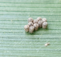 Eysarcoris ventralis