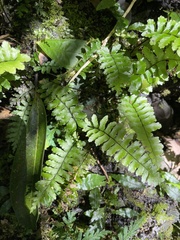Hymenasplenium apogamum
