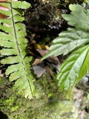 Hymenasplenium apogamum