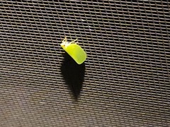 Acanalonia conica