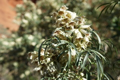 Pandorea doratoxylon