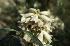 Pandorea doratoxylon