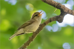 Phylloscopus plumbeitarsus