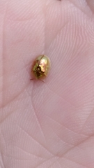 Cassida subreticulata