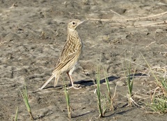 Anthus furcatus
