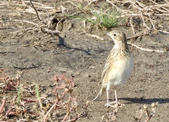 Anthus furcatus