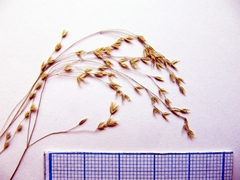 Poa sichotensis