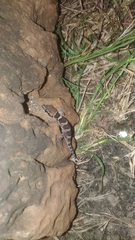 Hemidactylus sahgali