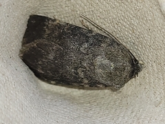 Standfussiana lucernea