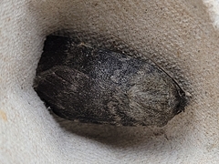 Standfussiana lucernea