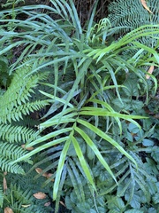 Pteris cretica