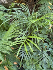 Pteris cretica