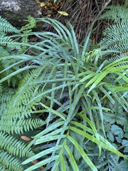 Pteris cretica