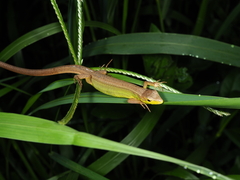 Takydromus septentrionalis