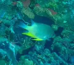 Amblyglyphidodon orbicularis