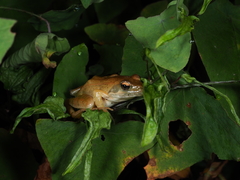 Rana zhenhaiensis