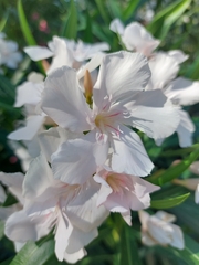 Nerium oleander