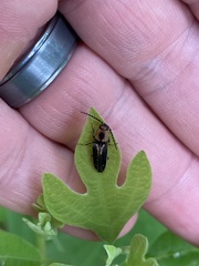 Megapenthes limbalis