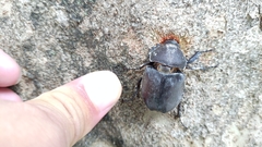 Trypoxylus dichotomus tsunobosonis