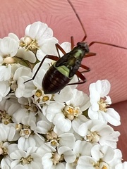 Calocoris roseomaculatus roseomaculatus