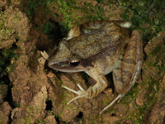 Rana zhenhaiensis