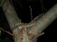 Hemidactylus bowringii