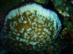 Halomitra pileus
