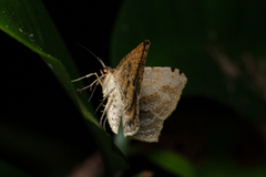 Calletaera dentata