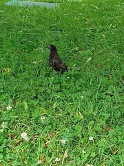 Sturnus vulgaris