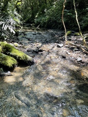 Hymenasplenium apogamum