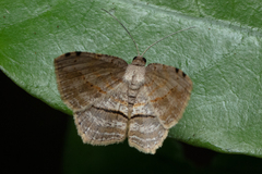 Calletaera dentata