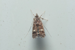 Nosphistica bisinuata