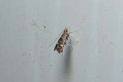 Nosphistica bisinuata